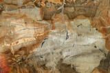 Petrified Wood (Araucaria) Slab - Madagascar #139576-1